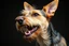 Placeholder: side-front of head nose, mouth with teeth, ears and eyes of a Scottish terrier coming up from the side-bottom, mouth open biting