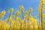 Placeholder: clear blue sky for top half, across Middle is canola flowers with green canola stems branches and leaves below, rapeseed sharp focus, realistic