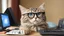 Placeholder: very clever cat with glasses playing computer games