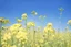 Placeholder: bottom half canola plants detailed, top half sky, photo