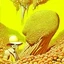 Placeholder: yellow - caramel- white color scheme, hallucinatory color pen complex illustration, intricate detail, surreal Popcorn man, dramatic volumetric lighting, splash art, concept art, by Vladimir Kush assisted by Gerald Scarfe.