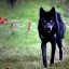 Placeholder: Black wolf, red in ears, red on snout