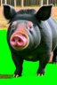 Placeholder: Pig that looks like a bear
