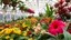 Placeholder: Invernadero lleno de flores tropicales.