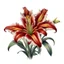 Placeholder: Western Red Lily, reference illustration on white background, vignette