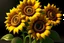 Placeholder: 3d,sunflowers