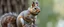 Placeholder: squirrel in a squirrel suit