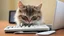 Placeholder: funny cat with computer mouse