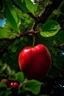 Placeholder: Looking up into a tree of a large red apple\