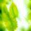 Placeholder: A out of focus and abstract microscopic serigraphy of leaves' texture. Image is almost white with subtle gradients. Colors are light green and yellow. Heavy grain texture and vintage look.