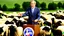 Placeholder: George w bush at podium speaking to large field of sheep