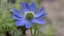 Placeholder: Anemone blanda 'blue shades'