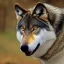 Placeholder: Black red and yellow wolf