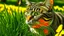 Placeholder: Funny cat in the grass with butterfly on his nose