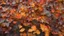 Placeholder: late autumn leaves