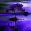 Placeholder: a lonely tree deep purple water