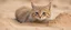Placeholder: sand cat in burrow