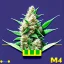 Placeholder: white widow marijuana