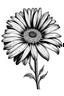 Placeholder: black daisy flower VECTOR illustration defined and detailed with white background