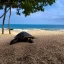 Placeholder: turtle watching the sea on the beach