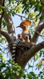 Placeholder: The hoopoe. With his wife and children in the nest hole in the tree