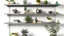 Placeholder: Realistic Three shelves placed in the air. The items on the shelves are in different colors. Add one or two potted plants to each shelf. add a few knick-knacks on each shelf