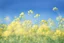 Placeholder: clear blue sky for top half, the rest is green canola plants with yellow flowers