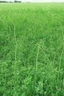 Placeholder: cover crops agriculture