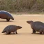 Placeholder: Armadillos playing soccer