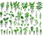 Placeholder: Vector plants and herb set illustration. Watercolor white backdrop