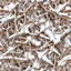 Placeholder: A detailed winter camouflage pattern. various shades of brown, beige, and off-white branches, twigs, and grasses covered in a layer of light gray and white snow. The branches are gnarled and textured, with varying thicknesses and shapes. The snow appears as a soft, subtle coating over the vegetation. The perspective is a close-up view of the camouflage pattern, filled with overlapping details that create a realistic representation of a wintry forest scene. muted colors, seamless tile