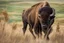 Placeholder: Bison walking uphill towards viewer's right, prairie grasses in foreground, background fades out to completely white