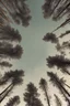 Placeholder: pine tree forest horizon