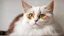 Placeholder: a beautiful cat, white and brown