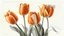 Placeholder: Realistic drawing of orange tulips, white background.