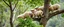 Placeholder: monkey sheep flock climbing trees