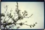 Placeholder: Melancholic, ultra-realistic vintage polaroid photograph of a blossoming branches of an apple tree, soft light of a cloudy sky, atmosphere of quiet sadness and timeless beauty, cinematic, hyper-detailed, emotional and mesmerizing, bloom, lo-fi