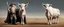 Placeholder: Gandalf as a cowboy, Frodo as a cow