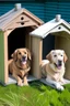 Placeholder: Animals shelters for dogs