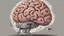Placeholder: دماغ ضعيف