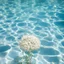Placeholder: Gypsophila flower in a sunny swimming pool, polaroid