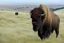 Placeholder: Bison walking uphill towards viewer's left, prairie grasses in foreground, background fades out to completely white