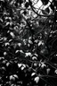 Placeholder: black and white vines on the trees really magical