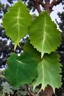 Placeholder: leaves of cedar gum and brassica napus