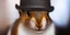 Placeholder: squirrel wearing a fedora and sunglasses in a club . natural tones