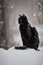 Placeholder: eine schwarze katze im schnee