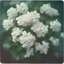 Placeholder: Strange white lilac flower with basic red dots, autochrome