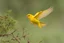 Placeholder: SAFFRON FINCH IN FLIGHT