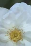 Placeholder: Change the flower color petals ink art inspired by Rolf Scarlett lined in with Iridescent golden elements inspired by Klimt