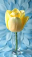 Placeholder: Yellow Rose in crystal vase, The background should be composed of blue petals that gradually transition to a creamy butter-colored center, with the petal tips delicately tinted in a noble, pale blue. The transitions between colors should be seamless and smooth, with no sharp edges, giving the petals an ethereal, veil-like, silky appearance. Focus on capturing the soft texture and gentle flow of the tulip petals, creating a dreamy and elega